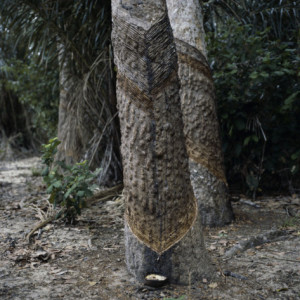 para-rubber-tree-hevea-brasiliensis-brazil